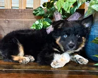 Kara, a female Miniature Australian Shepherd for sale in Hardy, AR – 2 of 9
