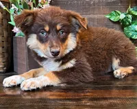 Kleo, a female Miniature Australian Shepherd for sale in Hardy, AR – 3 of 5