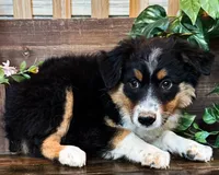 Kelly, a female Miniature Australian Shepherd for sale in Hardy, AR – 3 of 7