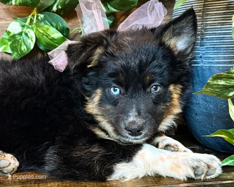 Kara – Miniature Australian Shepherd puppy for sale in Hardy, AR