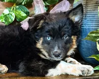 Kara, a female Miniature Australian Shepherd for sale in Hardy, AR – 1 of 9