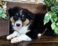 Kelly, a female Miniature Australian Shepherd for sale in Hardy, AR – 6 of 7