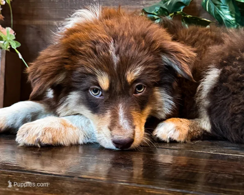 Klein – Miniature Australian Shepherd puppy for sale in Hardy, AR