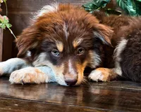 Klein, a male Miniature Australian Shepherd for sale in Hardy, AR – 1 of 3