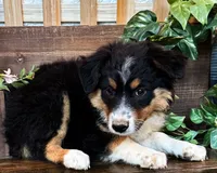 Kelly, a female Miniature Australian Shepherd for sale in Hardy, AR – 4 of 7
