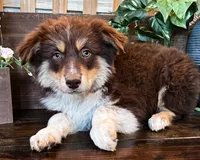 Klein, a male Miniature Australian Shepherd for sale in Hardy, AR – 2 of 3
