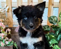 Kara, a female Miniature Australian Shepherd for sale in Hardy, AR – 3 of 9
