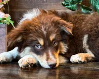 Klein, a male Miniature Australian Shepherd for sale in Hardy, AR – 3 of 3