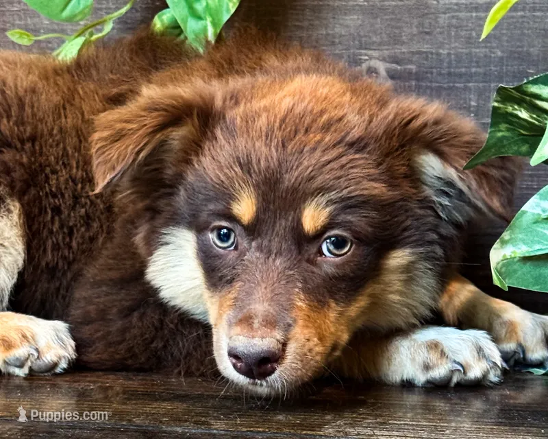 Kleo – Miniature Australian Shepherd puppy for sale in Hardy, AR