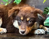 Kleo, a female Miniature Australian Shepherd for sale in Hardy, AR – 1 of 5