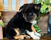 Kara, a female Miniature Australian Shepherd for sale in Hardy, AR – 7 of 9