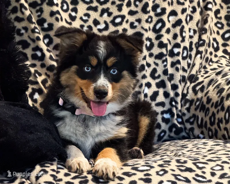 Kallie – Miniature Australian Shepherd puppy for sale in Hardy, AR