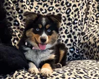 Kallie, a female Miniature Australian Shepherd for sale in Hardy, AR – 1 of 6