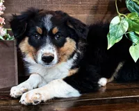 Kelly, a female Miniature Australian Shepherd for sale in Hardy, AR – 2 of 7