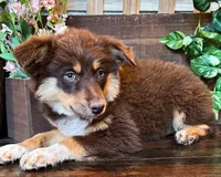 Kleo, a female Miniature Australian Shepherd for sale in Hardy, AR – 4 of 5