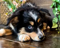 Kallie, a female Miniature Australian Shepherd for sale in Hardy, AR – 5 of 6