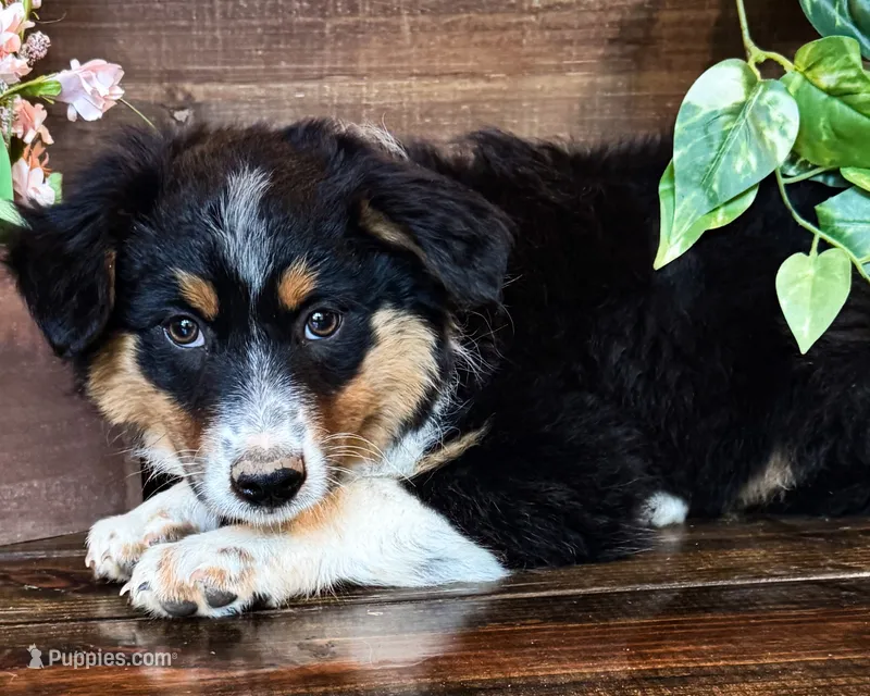 Kelly – Miniature Australian Shepherd puppy for sale in Hardy, AR