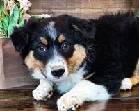 Kelly, a female Miniature Australian Shepherd for sale in Hardy, AR – 7 of 7