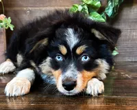 Kallie, a female Miniature Australian Shepherd for sale in Hardy, AR – 3 of 6