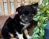 Kara, a female Miniature Australian Shepherd for sale in Hardy, AR – 9 of 9
