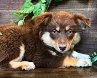 Kleo, a female Miniature Australian Shepherd for sale in Hardy, AR – 2 of 5