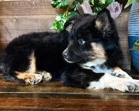 Kara, a female Miniature Australian Shepherd for sale in Hardy, AR – 8 of 9