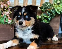 Kallie, a female Miniature Australian Shepherd for sale in Hardy, AR – 2 of 6