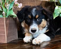 Kelly, a female Miniature Australian Shepherd for sale in Hardy, AR – 5 of 7