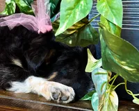Kara, a female Miniature Australian Shepherd for sale in Hardy, AR – 6 of 9