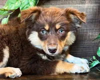 Kleo, a female Miniature Australian Shepherd for sale in Hardy, AR – 5 of 5