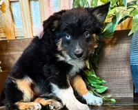 Kara, a female Miniature Australian Shepherd for sale in Hardy, AR – 4 of 9