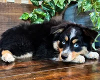 Kallie, a female Miniature Australian Shepherd for sale in Hardy, AR – 4 of 6