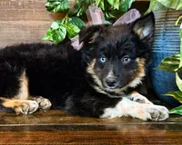 Kara, a female Miniature Australian Shepherd for sale in Hardy, AR – 5 of 9
