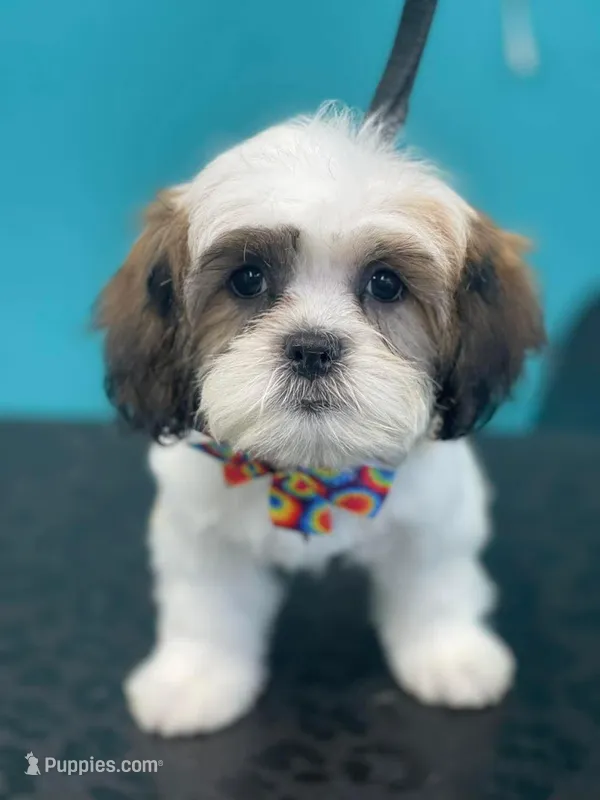 Dixie – Shichon puppy for sale in Kirksville, MO