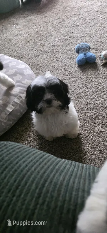 Trixie, a female Shichon for sale in Kirksville, MO – Photo 1 of 1