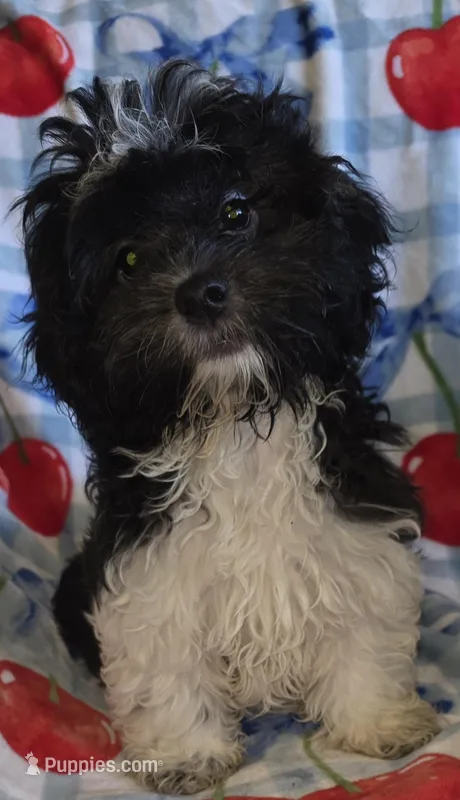 Muffin – Shichon puppy for sale in Kirksville, MO