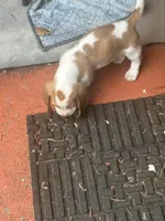 Tiny, a male Basset Hound for sale in Wetumpka, AL – 2 of 2