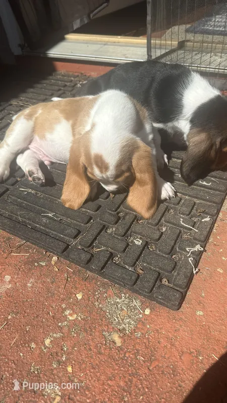 Tiny – Basset Hound puppy for sale in Wetumpka, AL