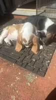 Tiny, a male Basset Hound for sale in Wetumpka, AL – 1 of 2