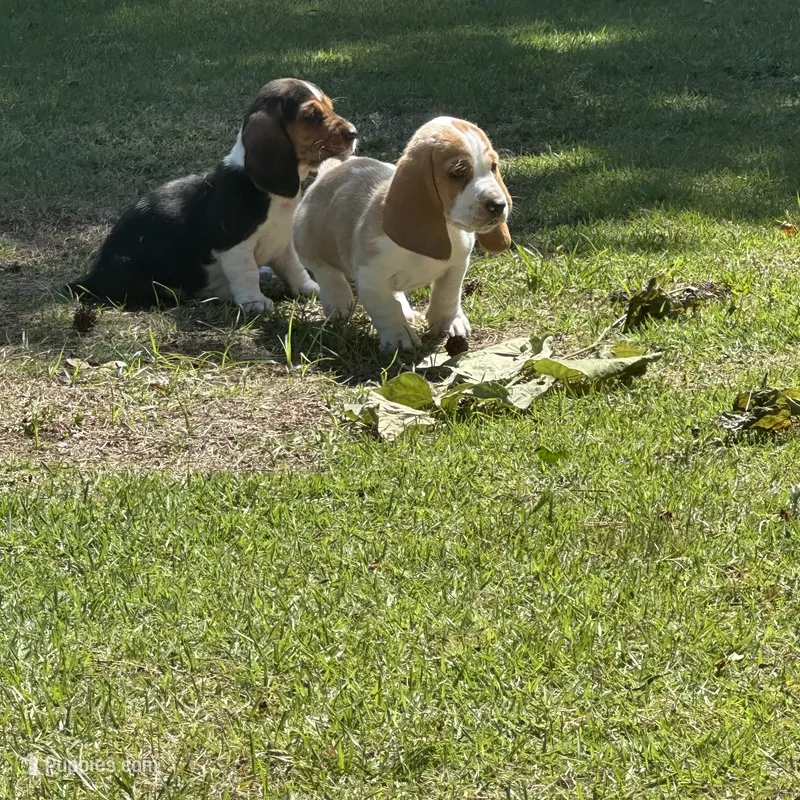 Buddy – Basset Hound puppy for sale in Wetumpka, AL
