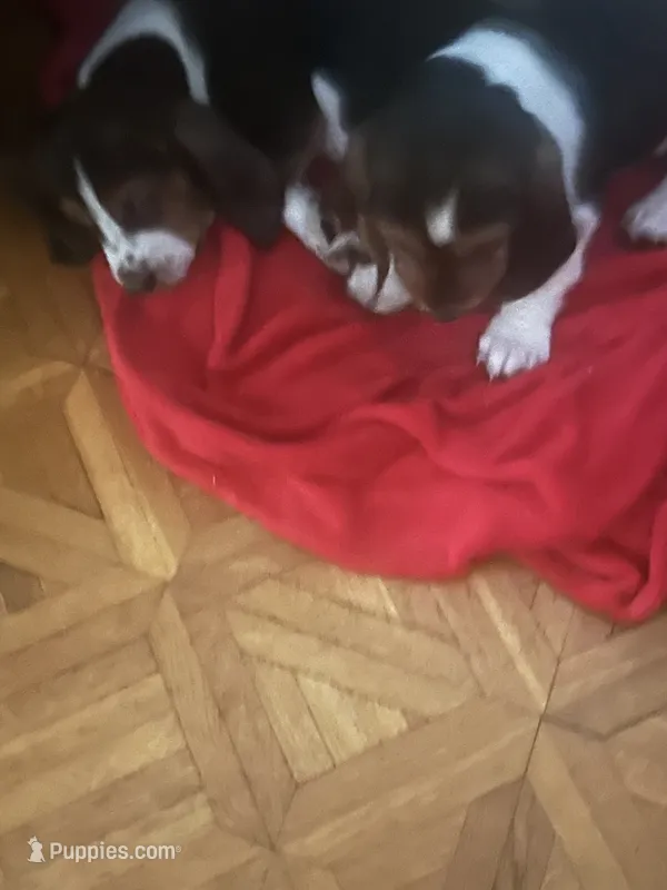 Three – Basset Hound puppy for sale in Wetumpka, AL