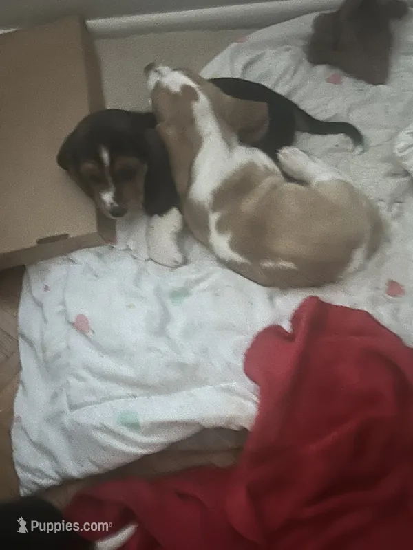 Two – Basset Hound puppy for sale in Wetumpka, AL