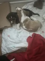Two, a male Basset Hound for sale in Wetumpka, AL – 1 of 1