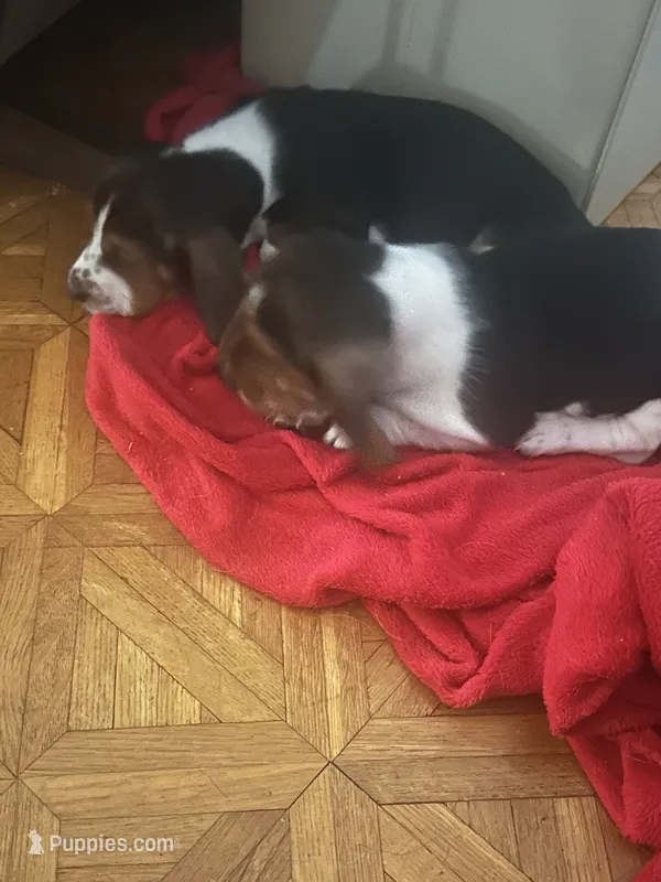 Four – Basset Hound puppy for sale in Wetumpka, AL