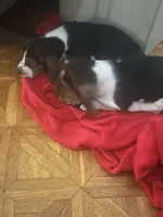 Four, a female Basset Hound for sale in Wetumpka, AL – 1 of 1