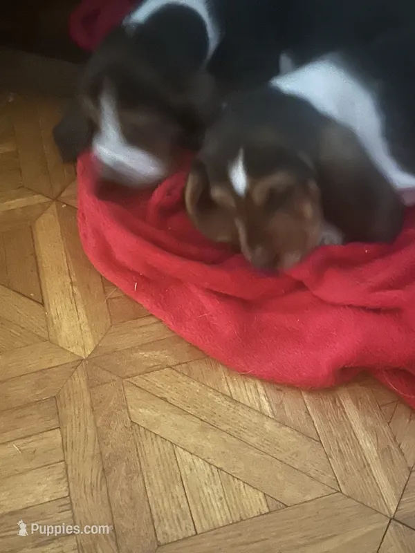 Five – Basset Hound puppy for sale in Wetumpka, AL
