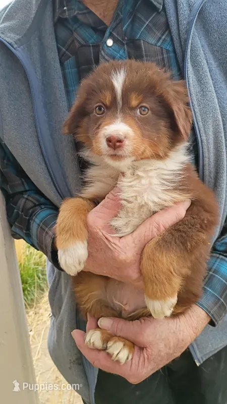 Titus – Miniature Australian Shepherd puppy for sale in Whitehall, MT