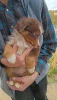 Titus, a male Miniature Australian Shepherd for sale in Whitehall, MT – Photo 3 of 4