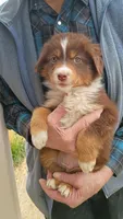Titus, a male Miniature Australian Shepherd for sale in Whitehall, MT – Photo 4 of 4