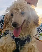 Juliet, a female Poodle - Toy  for sale in Whitehall, MT – 4 of 4